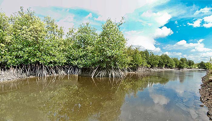'Mangrove Forest around Kampot' by Asienreisender
